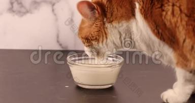 视频猫喝牛奶的速度很快，从玻璃碗